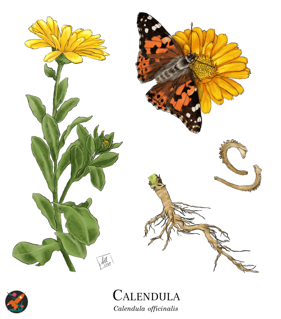 A botanical illustration of calendula from Herbalist's Primer